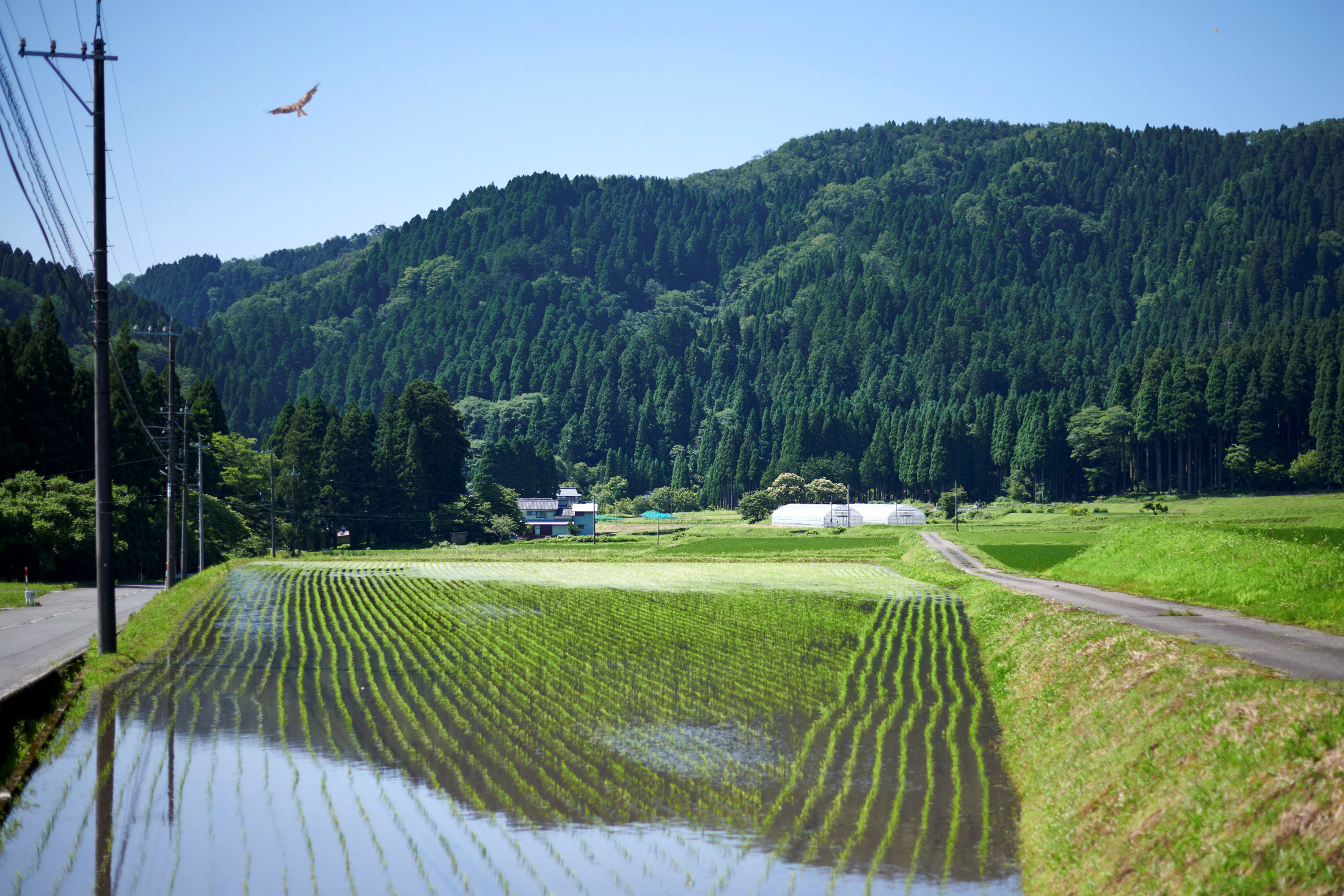 池田米背景3
