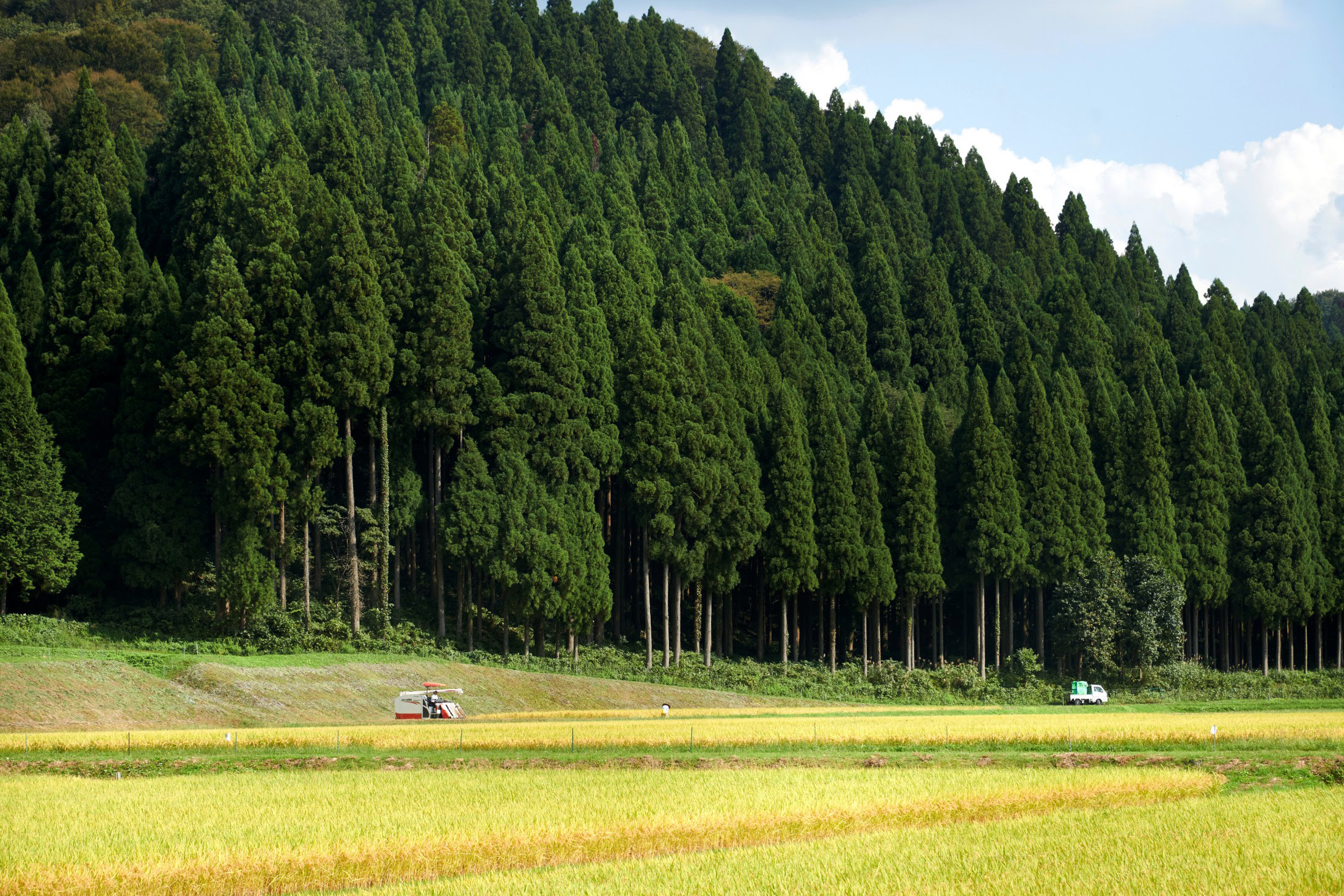 池田米背景4